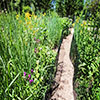 Wildflower Garden in Portage Park